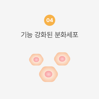 기능 강화된 분화세포