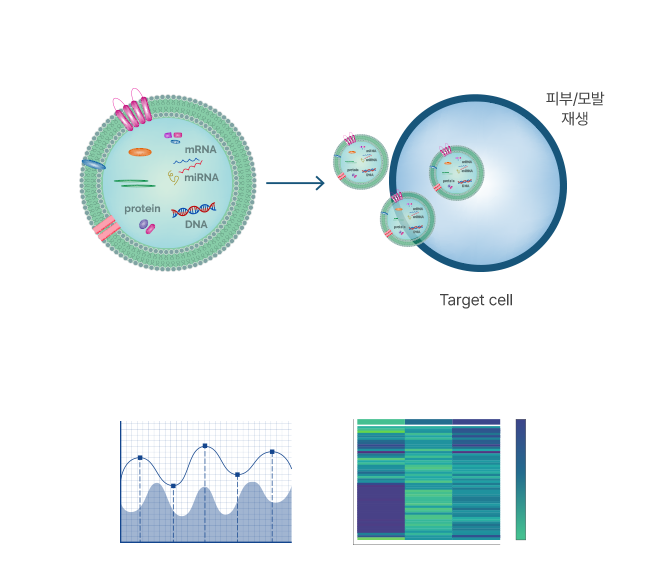 A schematic diagram of the gene regulation of miRNA